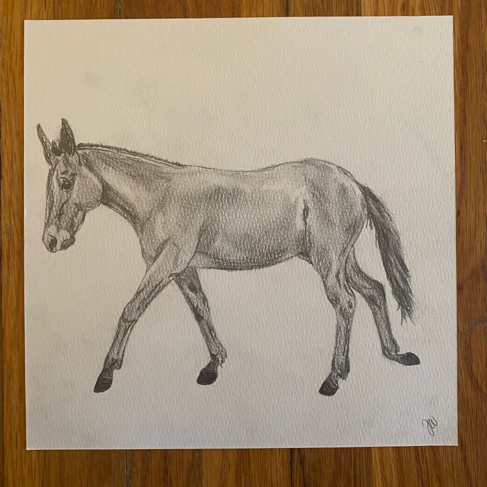 Mule pencil drawing